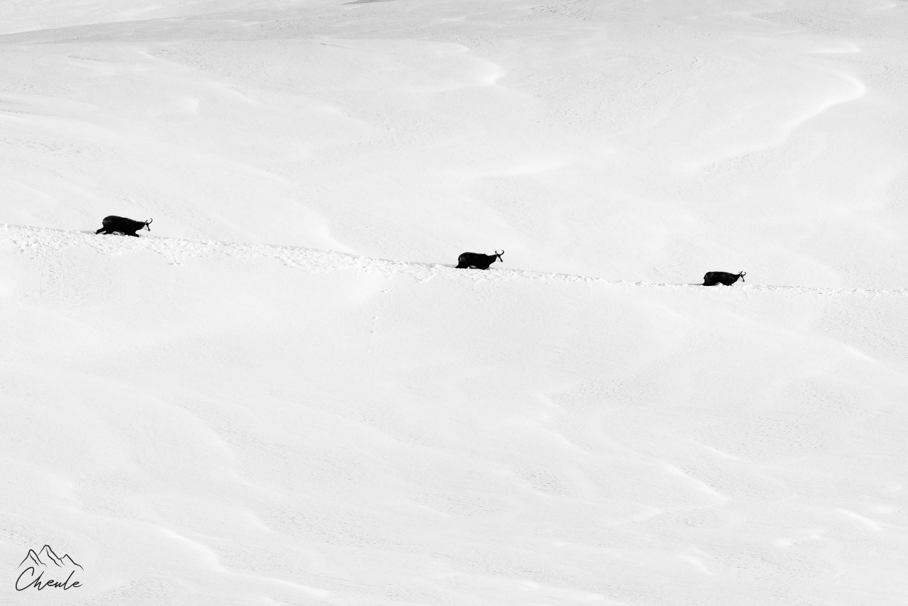 ©Cheule Photography - Noir & Blanc - Black and White - Chamois - Paysage - Galibier - Sauvage - Animaux - Wildlife - Neige - Hiver - Hautes Alpes