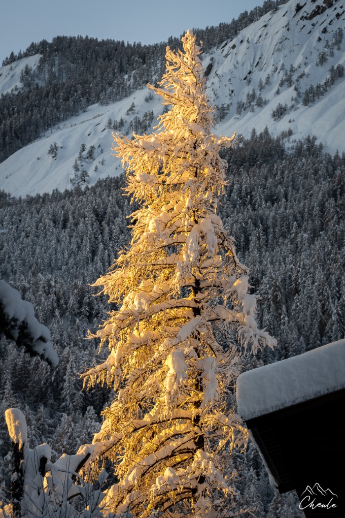 Cheule Photography - Les Alpes et leur or blanc - Mélèze - Arbre - Doré - Feux - Poudreuse - Serre Chevalier - Le Monêtier-les-Bains - Sunrise
