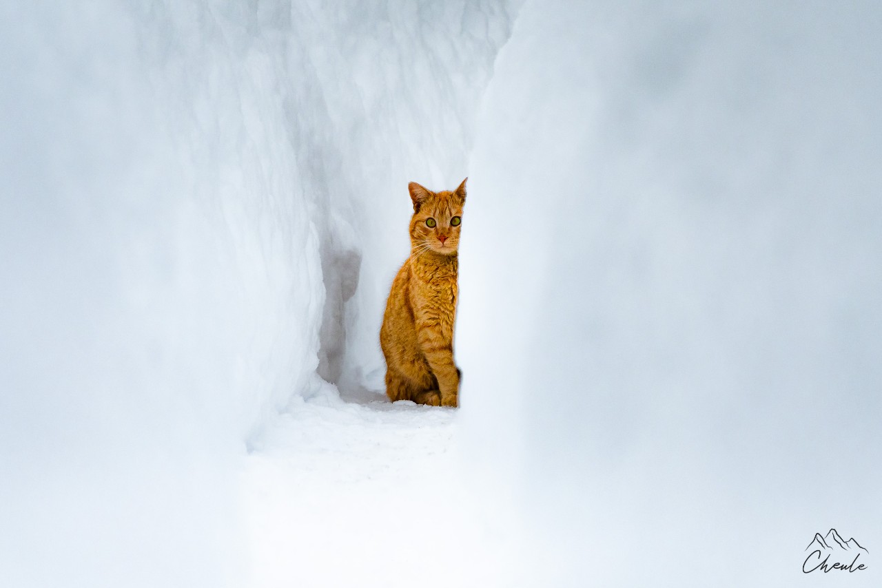 ©Cheule Photography - Les Alpes et leur or blanc - Chat - Cat - Portrait - Neige - Snow - Animal - Pet - Serre Chevalier - Le Monêtier-les-Bains