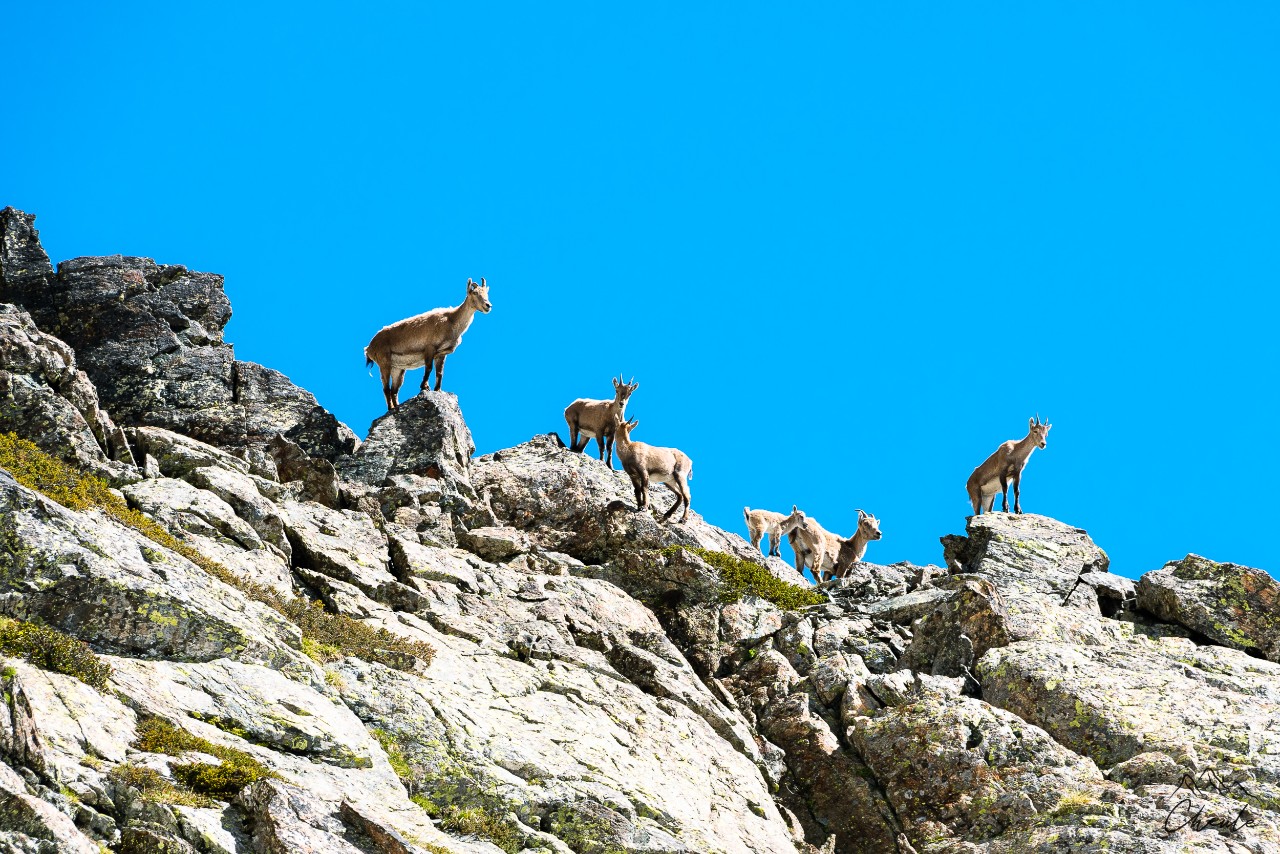 © Cheule Photography - Les Alpes et la vie qui fleurit - Animaux -  Isère - Belledonne - Bouquetins - Montagne - Wildlife - Pet - Animaux sauvages - Printemps - Massif - Étagnes