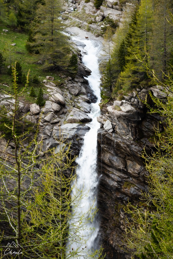 © Cheule Photography - Les Alpes et la vie qui fleurit - Paysage -  torrent - Rivière - cours d'eau - Cascade - l'Estrop  - Printemps - Alpes de Hautes Provences - Chamois - Bléone