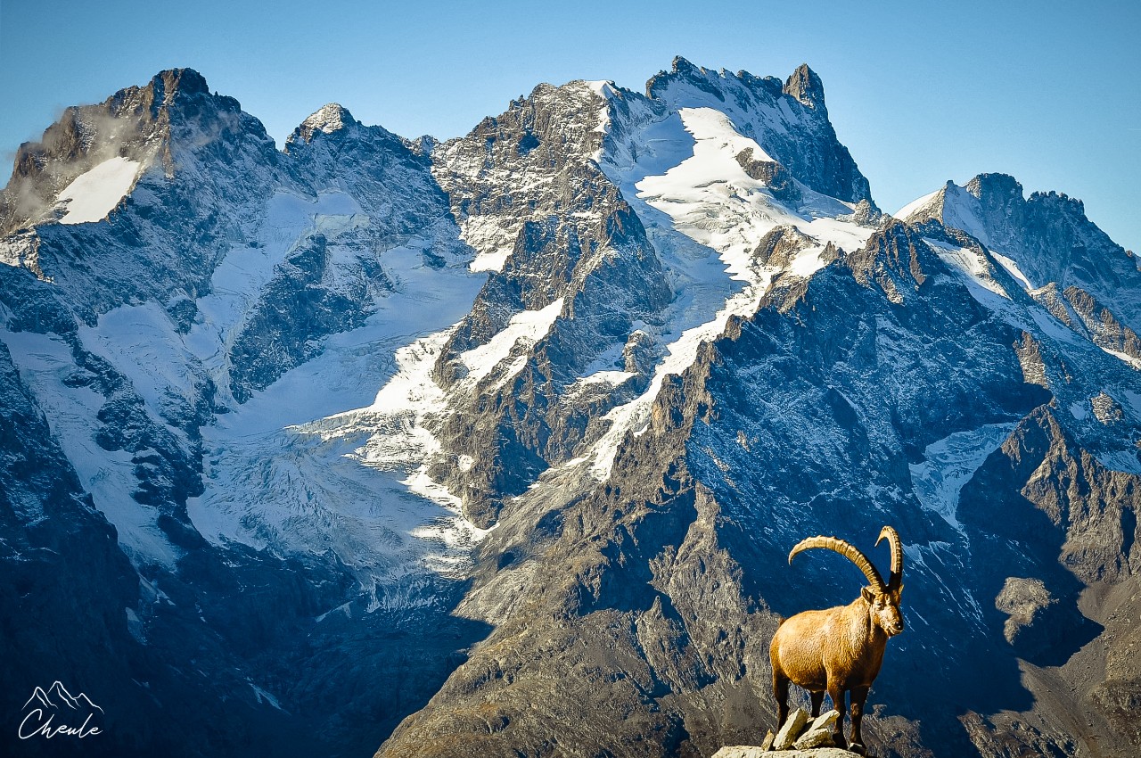 © Cheule Photography - Les Alpes et leur couleurs tango - Écrins - Paysage - Bouquetin - Faune - Sauvage - Hautes Alpes - Glacier - Meije - Galibier - Pic Gaspard - Wild 